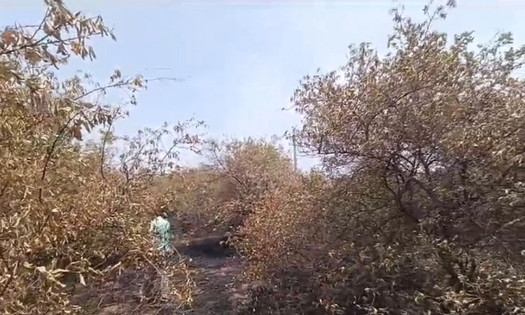 Vijayapura; ಆಕಸ್ಮಿಕ ಬೆಂಕಿ: ನೂರಾರು ಲಿಂಬೆ ಗಿಡ ಹಾನಿ