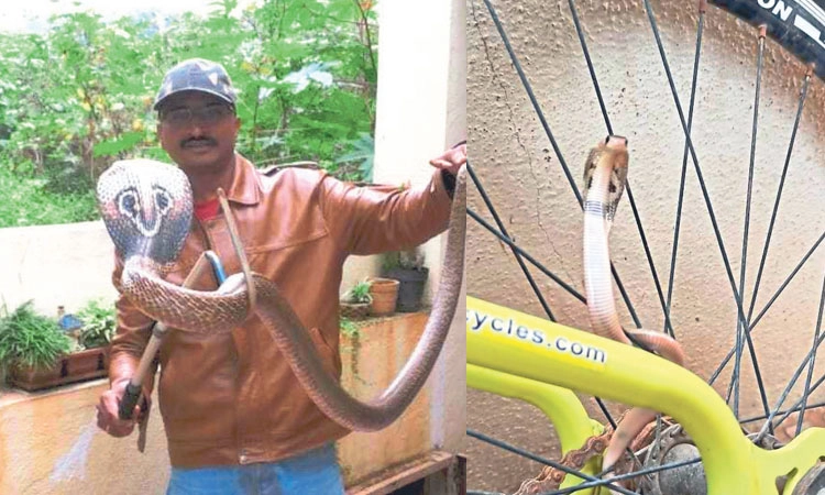 Snakes: ಹುಷಾರ್‌! ಮನೆಗೂ ಬರಬಹುದು ಹಾವುಗಳು