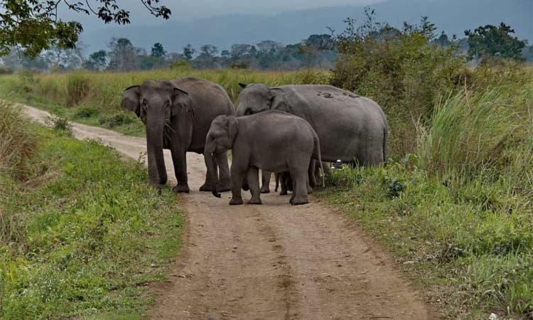 Elephant Census ಬಂಡೀಪುರದಲ್ಲಿ ಆನೆ ಗಣತಿ ಸಂಪನ್ನ