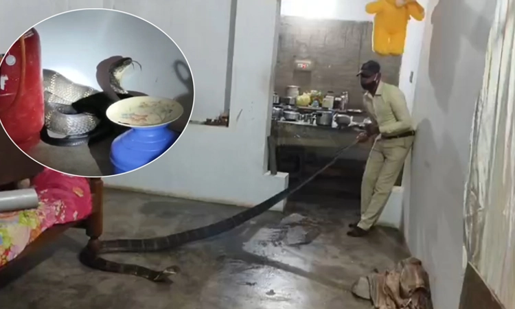 King Cobra: ಅಡುಗೆ ಕೋಣೆಯಲ್ಲಿ ಅವಿತು ಕುಳಿತ ದೈತ್ಯ ಕಾಳಿಂಗ ಸರ್ಪ, ಬೆಚ್ಚಿಬಿದ್ದ ಮನೆ ಮಂದಿ
