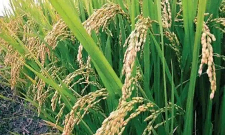 ಎಂಒ4 ಬದಲು ಸಹ್ಯಾದ್ರಿ ಕೆಂಪುಮುಖ್ತಿಗೆ ಆದ್ಯತೆ