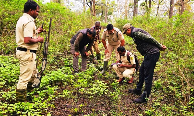 Elephant Survey ನಾಗರಹೊಳೆ ಉದ್ಯಾನವನದಲ್ಲಿ 2ನೇ ದಿನದ ಆನೆ ಗಣತಿ ಯಶಸ್ವಿ