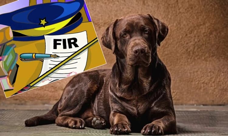 Dog Stolen: ನ್ಯಾಯಾಧೀಶರ ಮನೆಯಲ್ಲಿದ್ದ ಸಾಕು ನಾಯಿ ಕಳ್ಳತನ… 12 ಜನರ ವಿರುದ್ಧ ಪ್ರಕರಣ