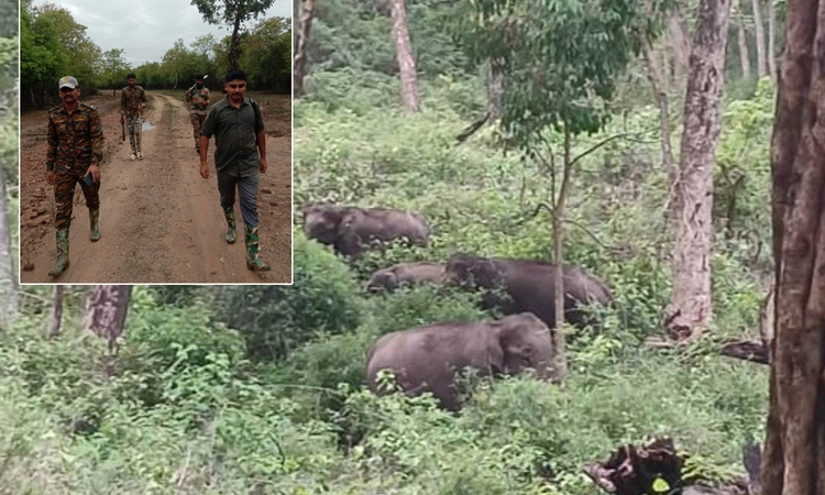Elephant Census: ನಾಗರಹೊಳೆಯಲ್ಲಿ ಗಜ ಗಣತಿಗೆ ಚಾಲನೆ, 300 ಸಿಬ್ಬಂದಿಗಳು ಭಾಗಿ