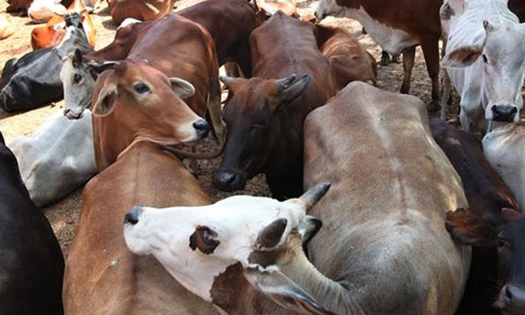 Yelimale: ಅಕ್ರಮ ಗೋ ಸಾಗಾಟ ತಡೆದು ಆರೋಪಿಗಳನ್ನು ಪೊಲೀಸರಿಗೊಪ್ಪಿಸಿದ ಸ್ಥಳಿಯರು