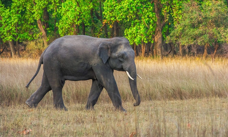 Elephants ಬಿಸಿಲಿನ ತಾಪ: 4 ತಿಂಗಳಲ್ಲಿ 22 ಆನೆಗಳ ಸಾವು