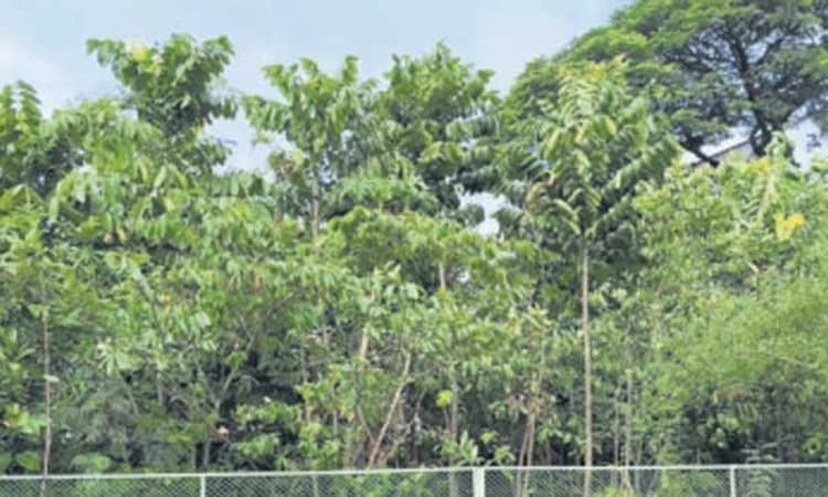 ಮಂಗಳೂರು: ನಗರದ ನಡುವೆಯೇ ಸೃಷ್ಟಿಯಾಗಿದೆ ದಟ್ಟ ಅರಣ್ಯ!