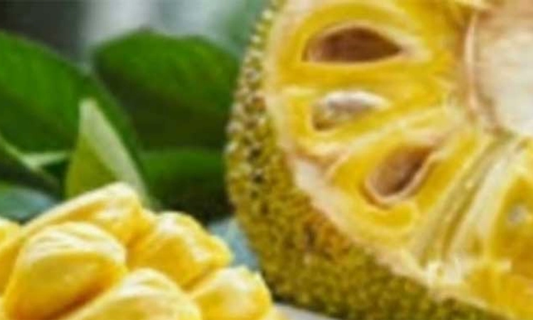 ಪುತ್ತೂರು: ಮೇ 24, 25, 26: ಹಲಸು, ಹಣ್ಣು ಗಳ ಮೇಳ