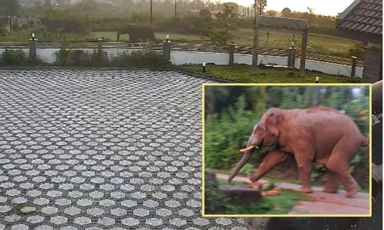 Kottigehara: ಬೆಳ್ಳಂಬೆಳಗ್ಗೆ ಆತಂಕ ಹುಟ್ಟಿಸಿದ ಒಂಟಿ ಸಲಗ