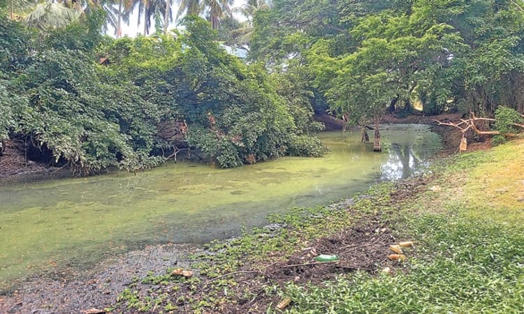 ಗೋರ್ಕಲ್ಲುಮನೆ ಕೆರೆ ಹೂಳೆತ್ತಿದರೆ ಹತ್ತಾರು ಎಕರೆ ಕೃಷಿಗೆ ವರದಾನ
