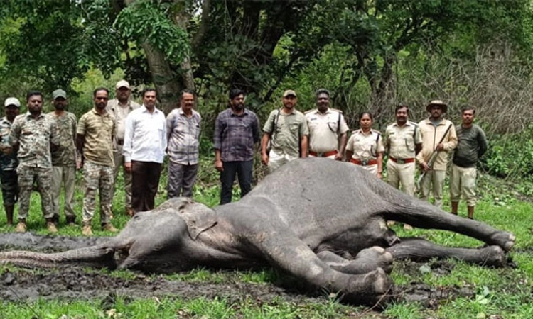Bandipur: ಚಿಕಿತ್ಸೆಗೆ ಸ್ಪಂದಿಸದೇ ಅಸುನೀಗಿದ ಹೆಣ್ಣಾನೆ