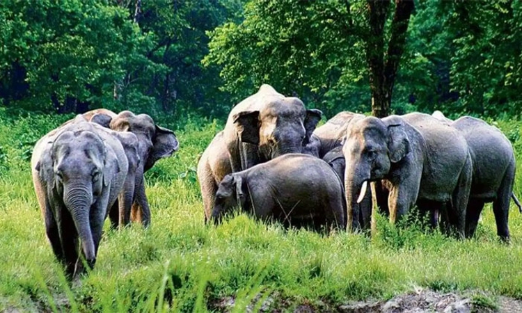 Elephant Census; ಮೊದಲ ಬಾರಿಗೆ ದಕ್ಷಿಣದ ರಾಜ್ಯಗಳ ಗಡಿ ಪ್ರದೇಶಗಳಲ್ಲಿ ಆನೆ ಗಣತಿ