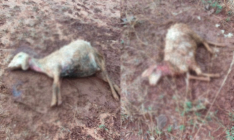 Dog Attack ಗುಂಡ್ಲುಪೇಟೆ: ನಾಯಿಗಳ ದಾಳಿಗೆ 10 ಕುರಿಗಳು ಸಾವು