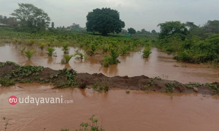 Heavy Rain; ವರುಣನ ಅಬ್ಬರಕ್ಕೆ ತಂಬಾಕು, ಶುಂಠಿ ಬೆಳೆ ಜಲಾವೃತ; ರೈತರ ಆತಂಕ