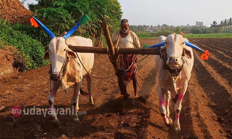 Rabkavi-Banhatti; ರೋಹಿಣಿ ಮಳೆ ಒಲಿದರೆ ರೈತನ ಬಾಳೇ ಬಂಗಾರ