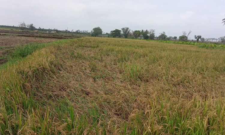 Davanagere; ಭಾರೀ ಮಳೆಗೆ ನೆಲಕಚ್ಚಿದ ಭತ್ತದ ಬೆಳೆ