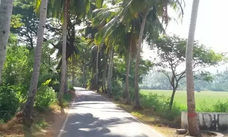 Panaji: ಅಪಾಯಕಾರಿ ಮರ ಕಡಿಯಲು ರಾಜ್ಯ ವಿಪತ್ತು ನಿರ್ವಹಣಾ ಪ್ರಾಧಿಕಾರ ಸೂಚನೆ