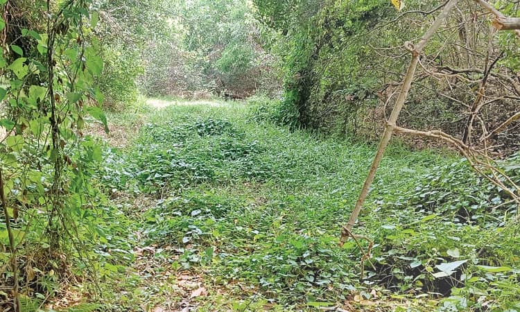 Bantwal ಎರಡೂಕಾಲು ಎಕ್ರೆ ವಿಸ್ತೀರ್ಣ; ಅಭಿವೃದ್ಧಿ ಆಗದೇ ಜೀರ್ಣ