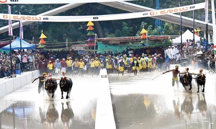 Bengaluru kambala: ಕಾಂತಾರದ ಕಂಬಳದ ಜೋಡಿಗೆ ಚಿನ್ನದ ಗರಿ