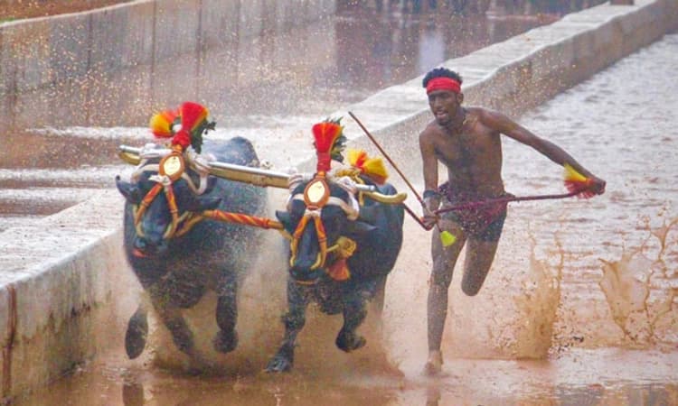 Bengaluru Kambala;ಸೋಮವಾರ ಮುಂಜಾನೆ ಸಂಪನ್ನಗೊಂಡ ಐತಿಹಾಸಿಕ ಕಂಬಳ; ಇಲ್ಲಿದೆ ಫಲಿತಾಂಶ ವಿವರ