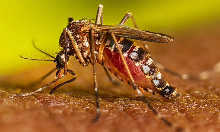 Dengue Case ಕರಾವಳಿಯಲ್ಲಿ ಈ ಬಾರಿ ದಾಖಲೆ ಡೆಂಗ್ಯೂ