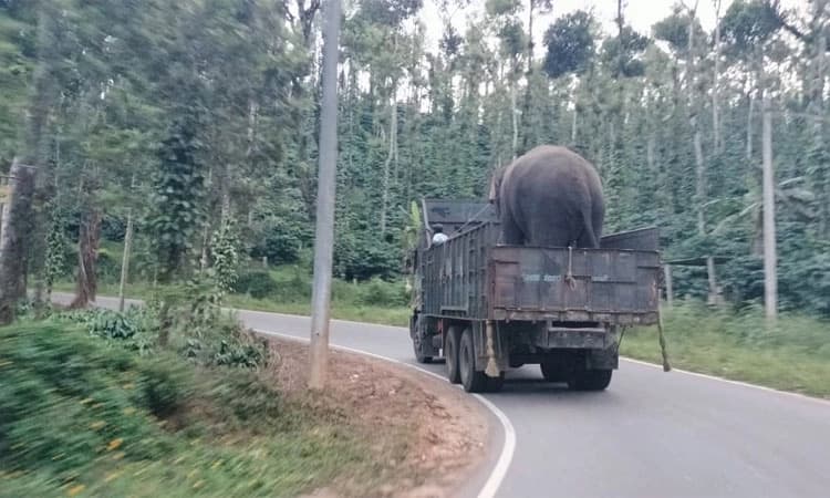 Wild Elephant: ಚಿಕ್ಕಮಗಳೂರು: ನರಹಂತಕ ಕಾಡಾನೆಯನ್ನು ಸೆರೆ ಹಿಡಿಯುಲು ಆದೇಶ
