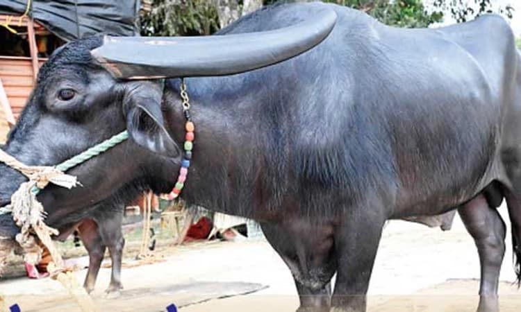 Bengaluru Kambala: ಕಂಬಳ ಇತಿಹಾಸದಲ್ಲೇ ಅತೀಹೆಚ್ಚು ಪದಕ ಮುಡಿದ “ಚೆನ್ನ”