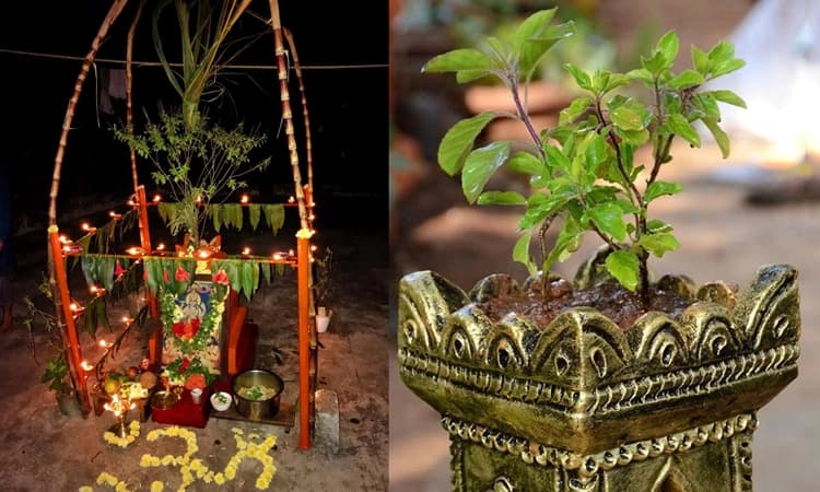 Tulasi Pooja: ಇಂದು ತುಳಸಿ ಪೂಜೆ ಸಂಭ್ರಮ…