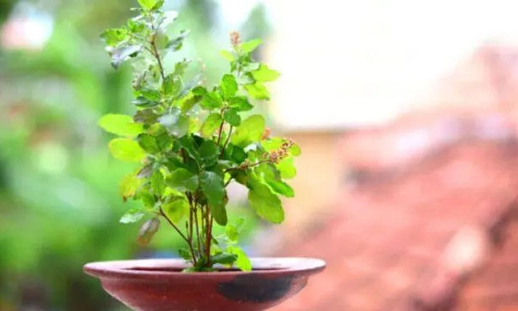 Tulsi puja; ತುಳಸಿ ಮಹತ್ವ ಸಾರುವ ಉತ್ಥಾನ ದ್ವಾದಶಿ