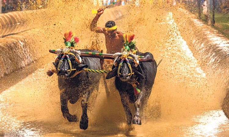 Puttur ಬೆಂಗಳೂರಿನತ್ತ ನಾಳೆ ಕಂಬಳ ಕೋಣಗಳು: ಅಶೋಕ್‌ ರೈ