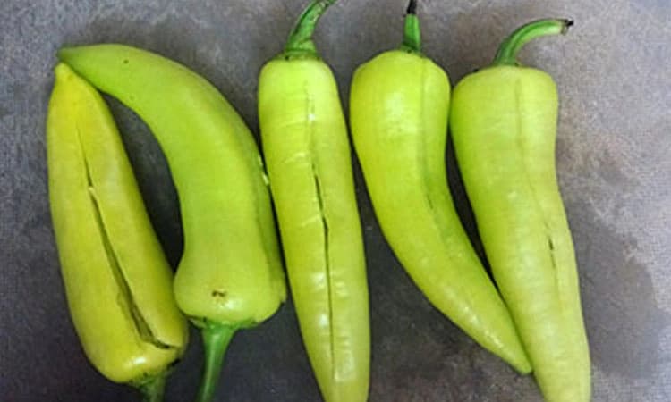 Farmers: ದರ ಕುಸಿತ ಈಗ ಬಜ್ಜಿ ಮೆಣಸಿನಕಾಯಿ ಸರದಿ