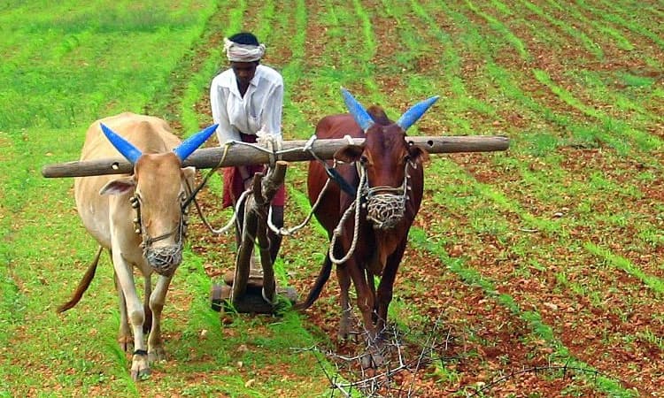 Farmers: ಪ್ರತಿ ಹೆಕ್ಟೇರ್‌ಗೆ 17 ಸಾವಿರ ಪರಿಹಾರ ನೀಡಿ