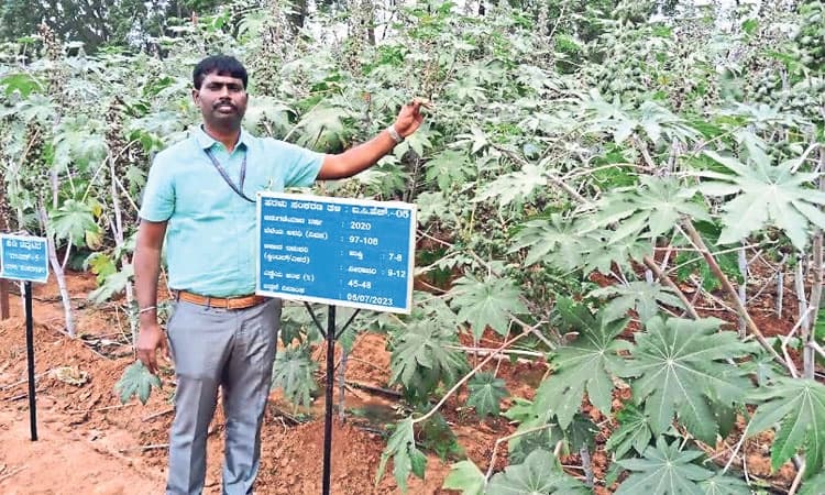 Farmers: ಬರಗಾಲದಲ್ಲೂ ಹರಳು ಬೆಳೆ ಬಂಗಾರ