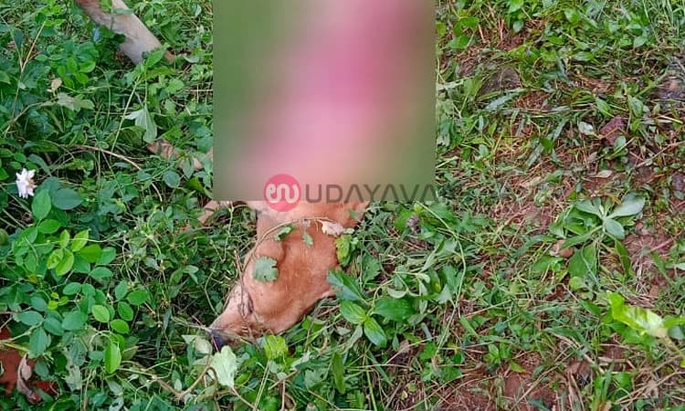 Shirva ಕಲ್ಲೊಟ್ಟು ಸೊರ್ಪು ಪರಿಸರದಲ್ಲಿ ಚಿರತೆ ಹಾವಳಿ