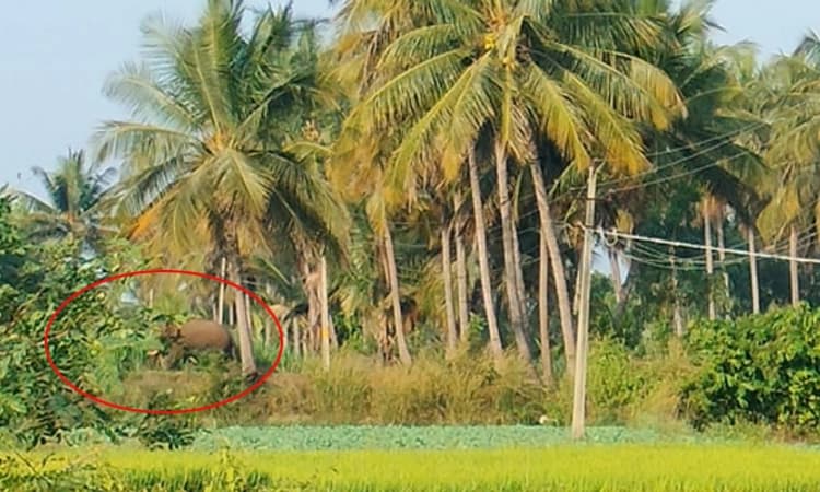 Mandya: ಕಾಡಾನೆ ದಾಳಿಗೆ ಬಲಿಯಾದ ಕೂಲಿ ಕೆಲಸದ ಮಹಿಳೆ