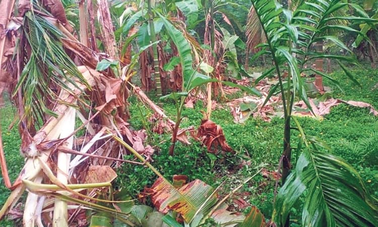 Subrahmanya ತೋಟಕ್ಕೆ ಕಾಡಾನೆ ಲಗ್ಗೆ: ಅಪಾರ ಕೃಷಿ ನಾಶ