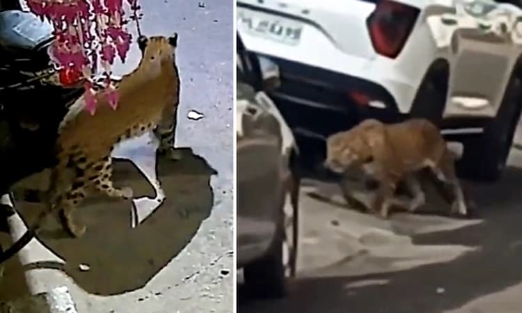 Video: ಹಾಡ ಹಗಲೇ ಜನನಿಬಿಡ ಪ್ರದೇಶದಲ್ಲಿ ಓಡಾಡಿ ಜನರ ನಿದ್ದೆಗೆಡಿಸಿದ ಎರಡು ಚಿರತೆ