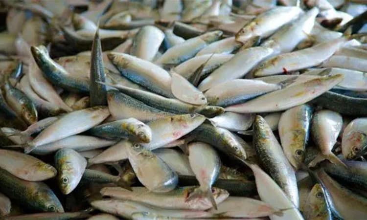 Gangolli ಮೀನು ವ್ಯವಹಾರದಲ್ಲಿ ವಂಚನೆ: ಪರಾರಿ