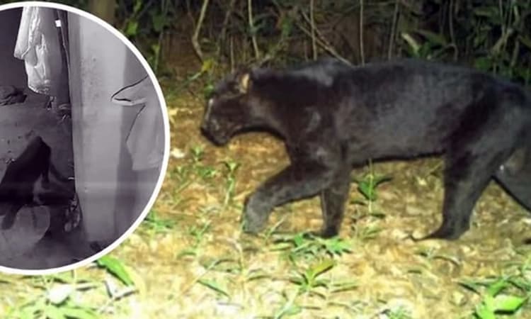 Panaji: ಗೋವಾದ ಧಾರಾಬಾಂದೋಡ ವಂದಾಲದಲ್ಲಿ ಕರಿ ಚಿರತೆ ಪ್ರತ್ಯಕ್ಷ… ಆತಂಕದ ವಾತಾವರಣ