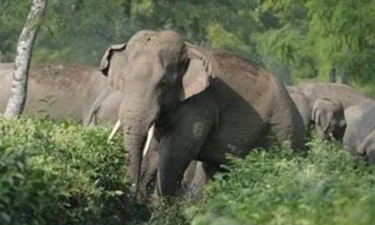 Sullia ಜಾಲ್ಸೂರು: ಹೆದ್ದಾರಿ ಸಮೀಪ 7 ಕಾಡಾನೆಗಳ ಹಿಂಡು ಪತ್ತೆ!