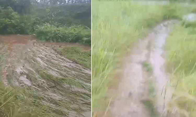 Heavy rain: ಚಿಕ್ಕಮಗಳೂರು; ಲಕ್ಷಾಂತರ ಮೌಲ್ಯದ‌ ನೂರಾರು ಎಕರೆ ಭತ್ತದ ಬೆಳೆ ಹಾನಿ