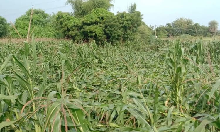 Vijayapura ಜಿಲ್ಲೆಯಲ್ಲಿ ಭರ್ಜರಿ ಮಳೆ:ಹಲವೆಡೆ ಅಪಾರ ಬೆಳೆಹಾನಿ