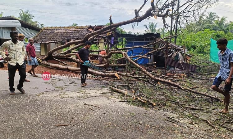Bantwala: ಭಾರೀ ಮಳೆಗೆ ಮರ ಬಿದ್ದು ಗೂಡಂಗಡಿ, ಬಸ್ ತಂಗುದಾಣಕ್ಕೆ ಹಾನಿ