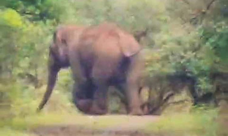 Madikeri ತಲಕಾವೇರಿ ಕ್ಷೇತ್ರದಲ್ಲಿ ಕಾಡಾನೆ ಪ್ರತ್ಯಕ್ಷ: ಗ್ರಾಮಸ್ಥರಲ್ಲಿ ಆತಂಕ