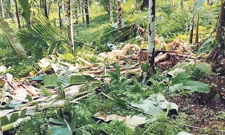 Sullia ಮಂಡೆಕೋಲು ಕೃಷಿ ತೋಟಕ್ಕೆ ಕಾಡಾನೆ ಲಗ್ಗೆ, ಹಾನಿ