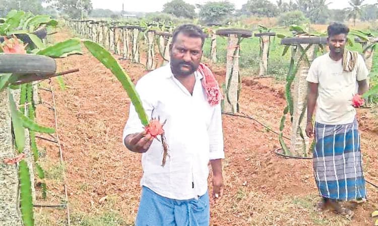 Agriculture: ಸಾವಯವ ಕೃಷಿ ಮಾಡಿ ಕಳಸಪ್ರಾಯವಾದ ಸಹೋದರರು
