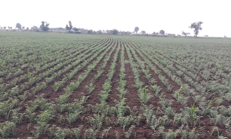 Kushtagi: 6 ಎಕರೆ ಕಡಲೆ ಬೆಳೆ ರಕ್ಷಿಸಿಕೊಳ್ಳಲು ಬೋರ್ವೆಲ್ ಕೊರೆಸಿದ ರೈತ