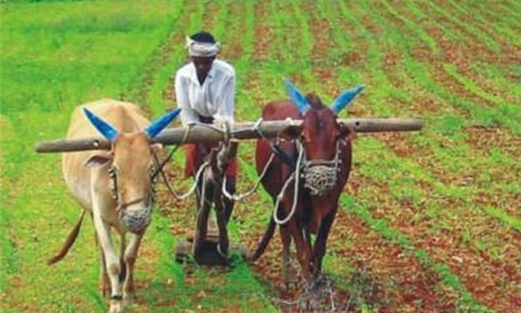 ಕರ್ಫ್ಯೂ ಮಧ್ಯೆಯೂ ನಿಲ್ಲದ ಕೃಷಿ ಚಟುವಟಿಕೆ