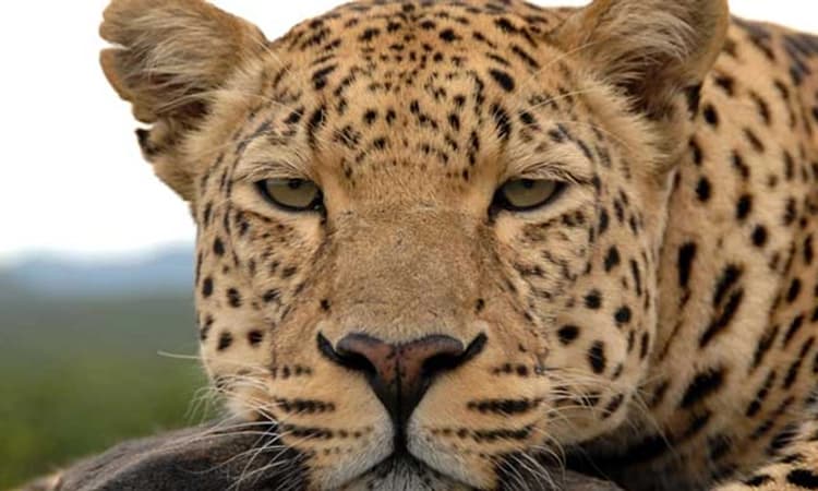 ಬೆಳ್ಳಂಬೆಳಗ್ಗೆ ಮನೆಗೆ ನುಗ್ಗಿ ಅಡುಗೆ ಮನೆಯ ಪಾತ್ರೆಗಳ ನಡುವೆ ಬಚ್ಚಿಟ್ಟುಕೊಂಡ ಚಿರತೆ!