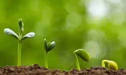 ನಂಬಿಕೆಯ ಬೀಜದಿಂದ ಬದುಕು ಬೆಳೆಯುತ್ತದೆ!